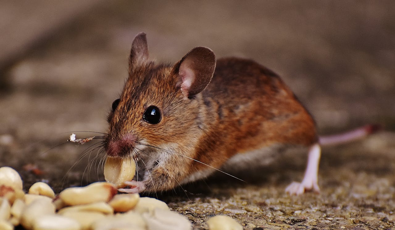 rodent control Flint MI professional mouse and rat removal