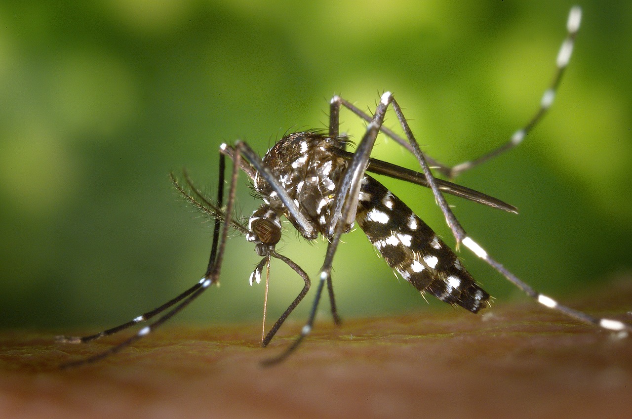 mosquito control Flint MI professional treatment services
