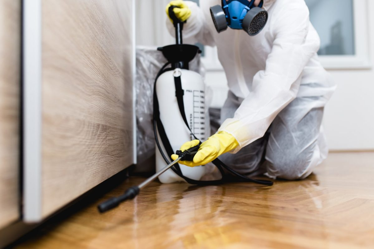 termite control Burton MI professional treatment services