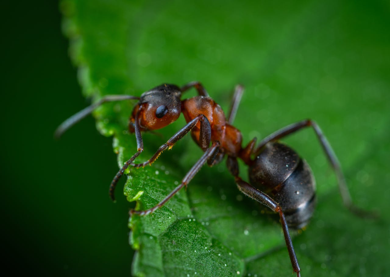 ant control Flint MI professional extermination services