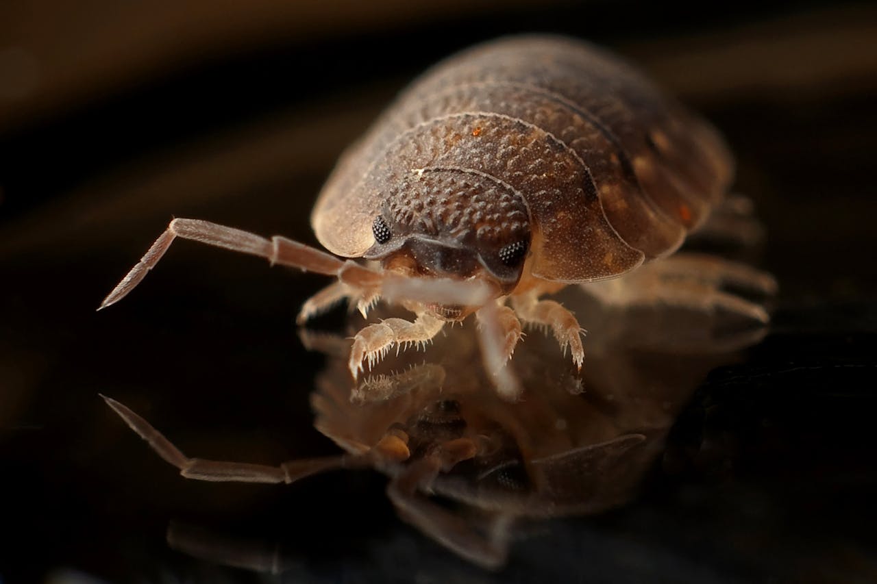 bed bug treatment Grand Blanc MI professional extermination
